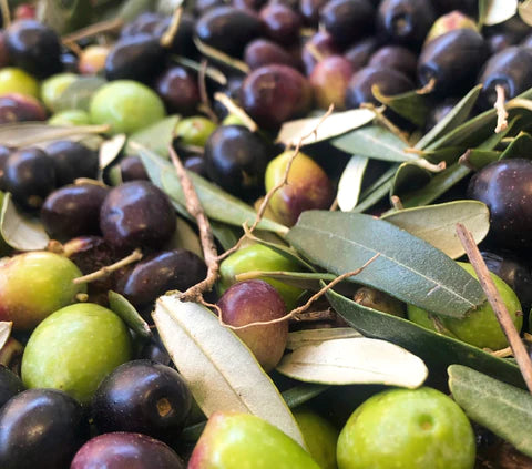 Varietà di ulivo in Italia