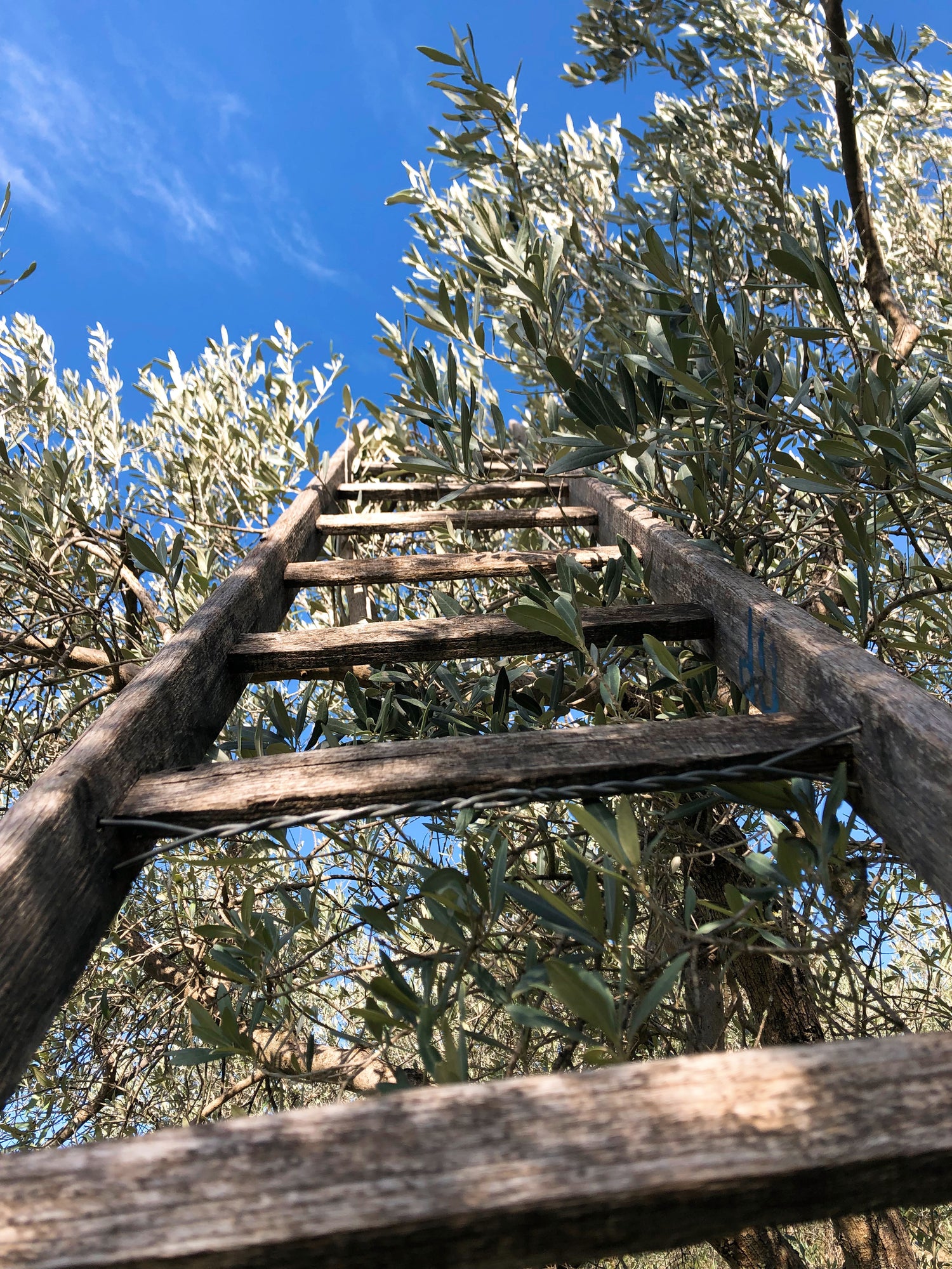 Sostenibilità Fonte Torre, scala su ulivo