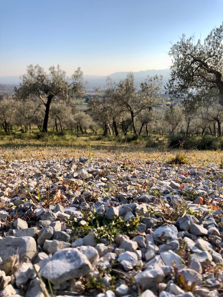 Uliveti Tenaci, Fonte Torre presso Foligno