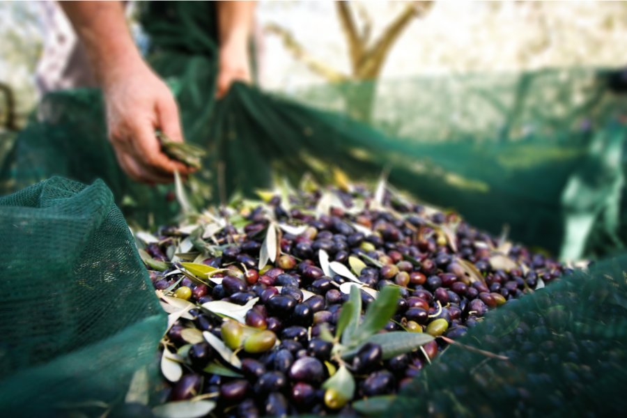 Raccolta olive Umbria
