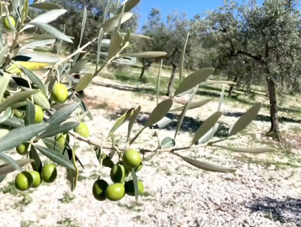 Fonte Torre, azienda agricola in Foligno (Umbria), Ramoscello di ulivo con olive verdi